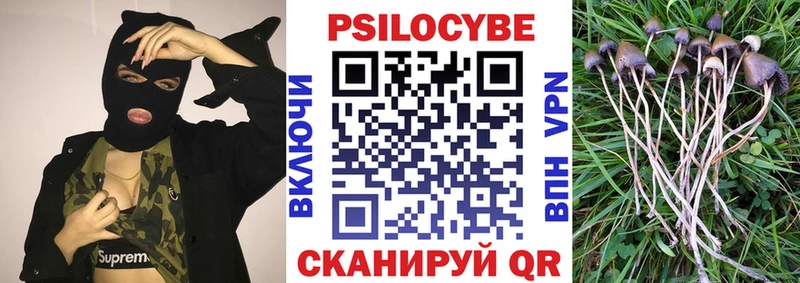 Галлюциногенные грибы Psilocybe  Кедровый 